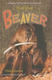 The Life cycle of a Beaver by Bobbie Kalman