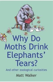 Why Do Moths Drink Elephants' Tears? And Other Zoological Curiosities by Matt Walker